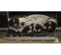 Whelping Box Bespoke Size