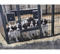 Whelping Box 4' x 4' x 20" 