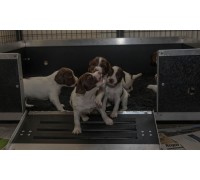 Whelping Box Bespoke Size