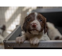 Whelping Box Bespoke Size