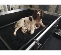 Whelping Box Bespoke Size