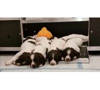 Whelping Box Bespoke Size